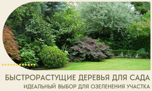 Быстрорастущие деревья для сада идеальный выбор в Пятигорске