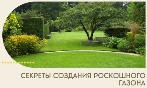 Секреты создания роскошного газона в Пятигорске